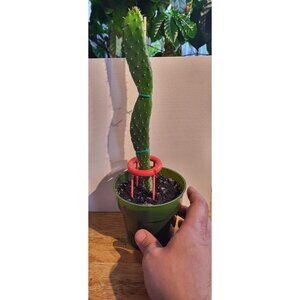 CAC-4 Baby Rooted Red Cactus Pear " Opuntia Cactus | Winter Cactus